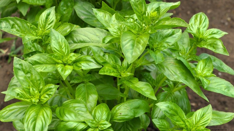 Protect Your Basil: 7 Proven Tips to Prevent Bolting