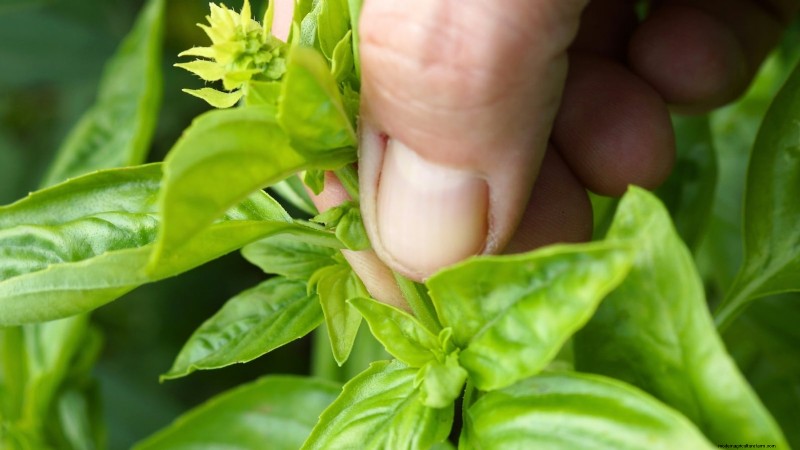 Protect Your Basil: 7 Proven Tips to Prevent Bolting
