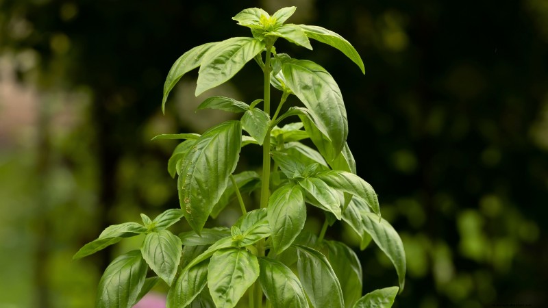 Protect Your Basil: 7 Proven Tips to Prevent Bolting