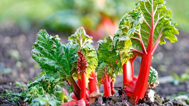Rhubarb Growing Guide: 15 Tips for Thick, Healthy Stalks