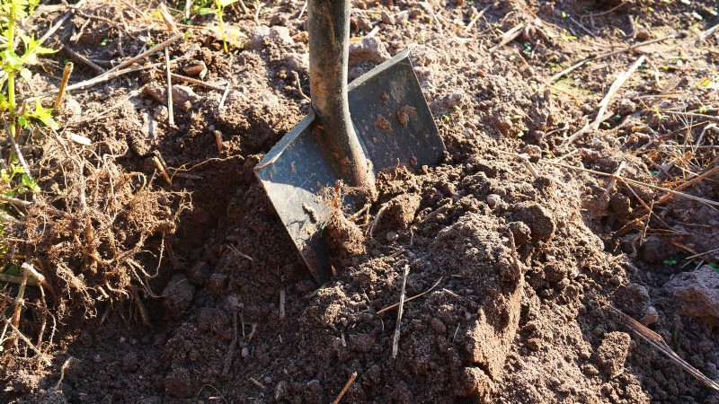 Rhubarb Growing Guide: 15 Tips for Thick, Healthy Stalks