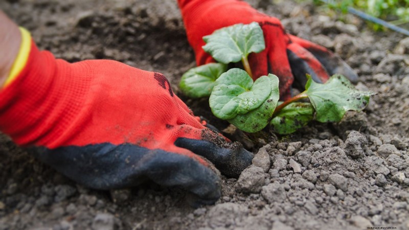 Rhubarb Growing Guide: 15 Tips for Thick, Healthy Stalks