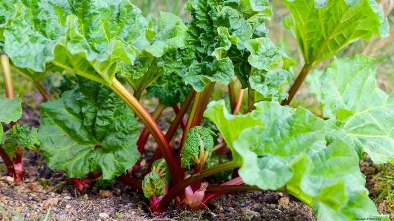Rhubarb Growing Guide: 15 Tips for Thick, Healthy Stalks