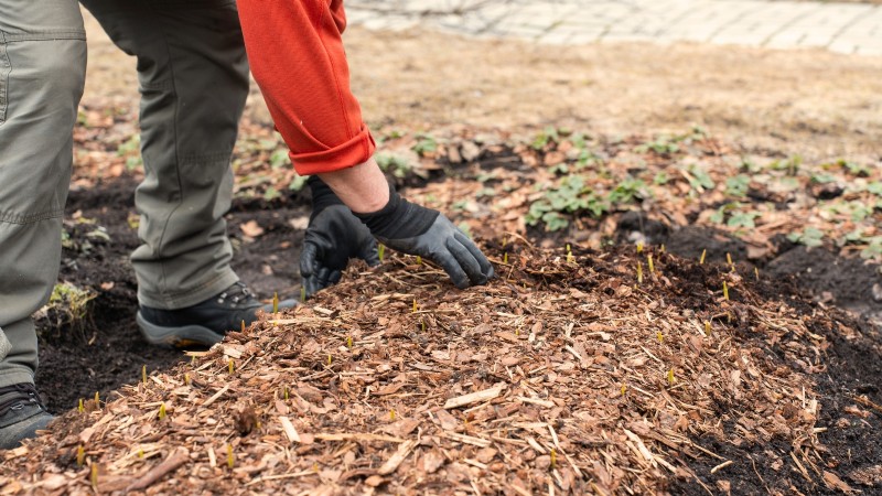 Rhubarb Growing Guide: 15 Tips for Thick, Healthy Stalks