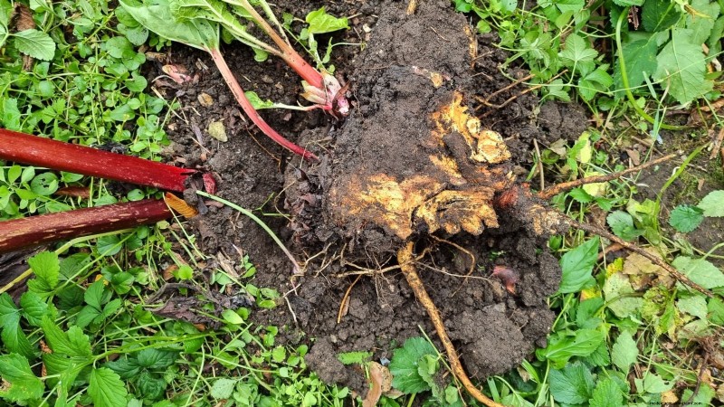 Rhubarb Growing Guide: 15 Tips for Thick, Healthy Stalks