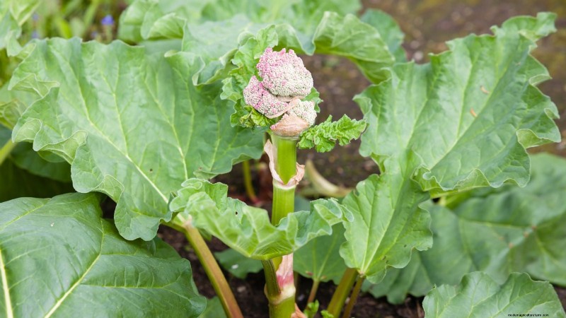 Rhubarb Growing Guide: 15 Tips for Thick, Healthy Stalks