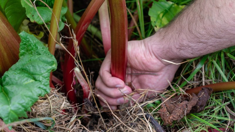 Rhubarb Growing Guide: 15 Tips for Thick, Healthy Stalks