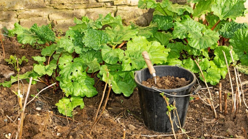 Rhubarb Growing Guide: 15 Tips for Thick, Healthy Stalks