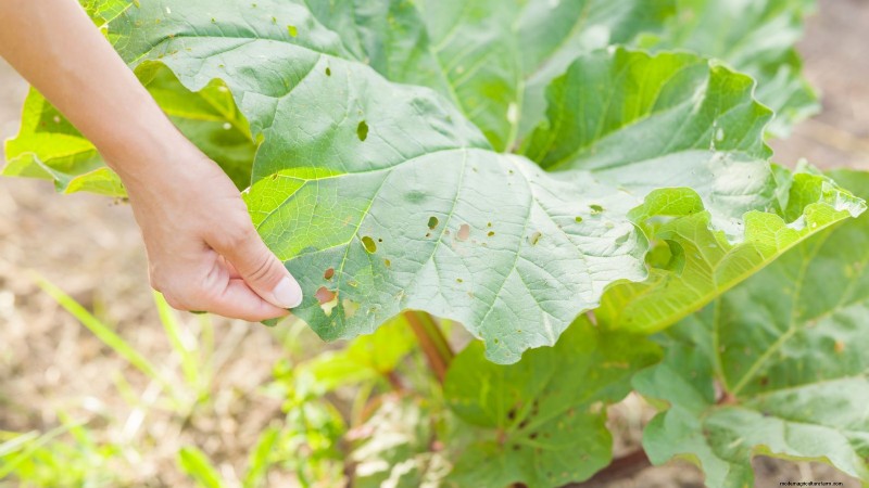 Rhubarb Growing Guide: 15 Tips for Thick, Healthy Stalks