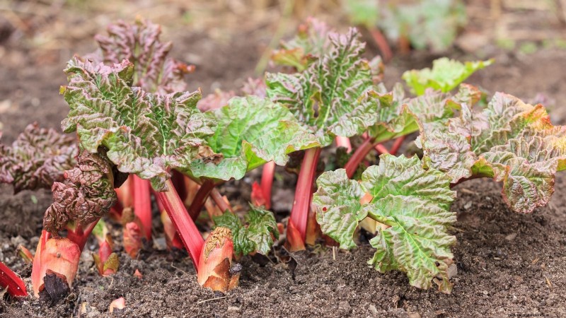 Rhubarb Growing Guide: 15 Tips for Thick, Healthy Stalks