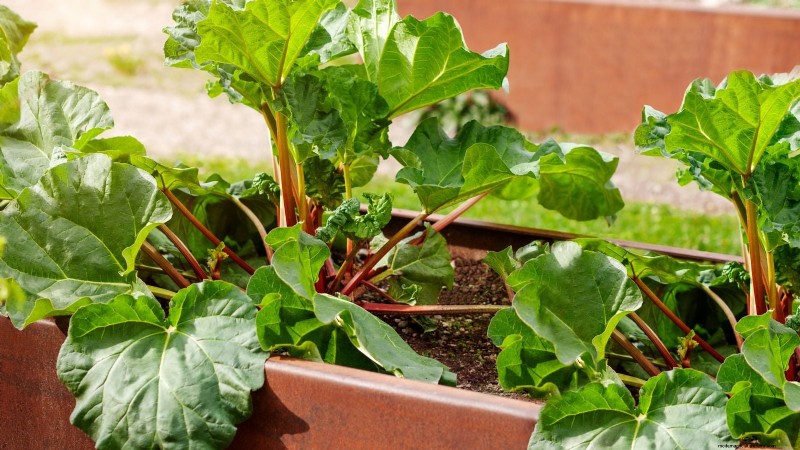 Rhubarb Growing Guide: 15 Tips for Thick, Healthy Stalks