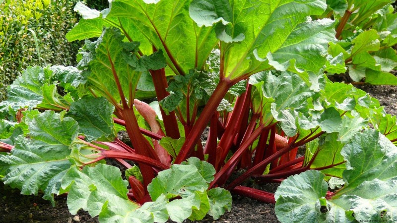 Rhubarb Growing Guide: 15 Tips for Thick, Healthy Stalks