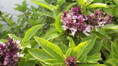 Siam Queen Basil: Planting, Growing & Care Guide | [Your Brand/Website]