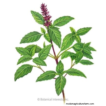 Siam Queen Basil: Planting, Growing & Care Guide | [Your Brand/Website]