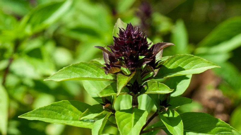 Siam Queen Basil: Planting, Growing & Care Guide | [Your Brand/Website]