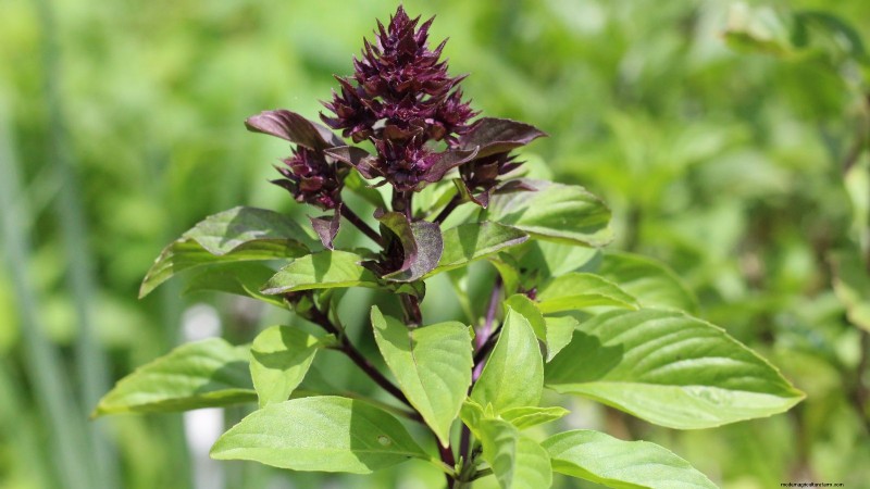 Siam Queen Basil: Planting, Growing & Care Guide | [Your Brand/Website]