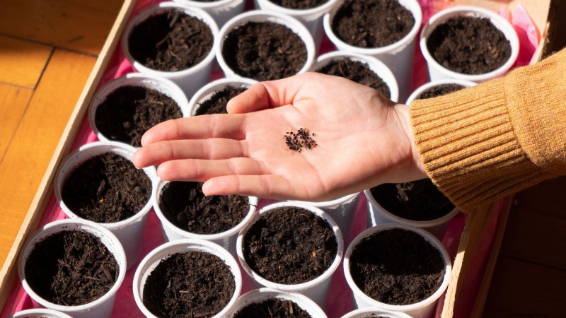 Siam Queen Basil: Planting, Growing & Care Guide | [Your Brand/Website]