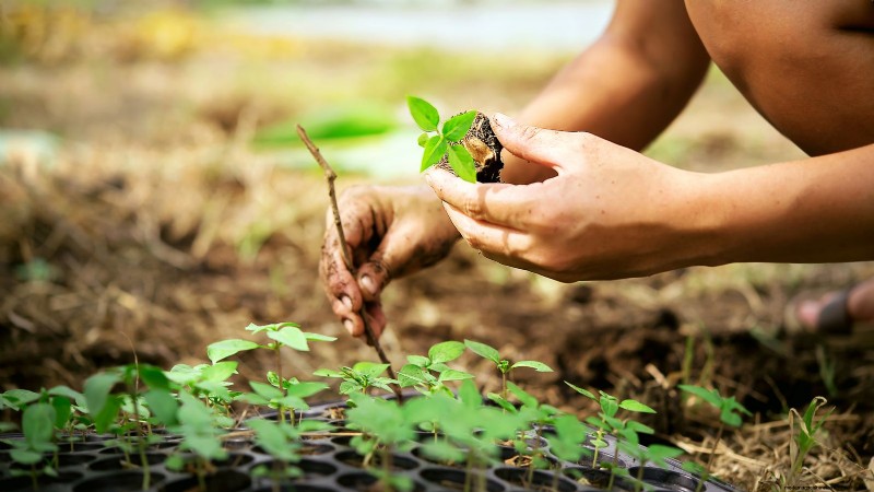 Siam Queen Basil: Planting, Growing & Care Guide | [Your Brand/Website]