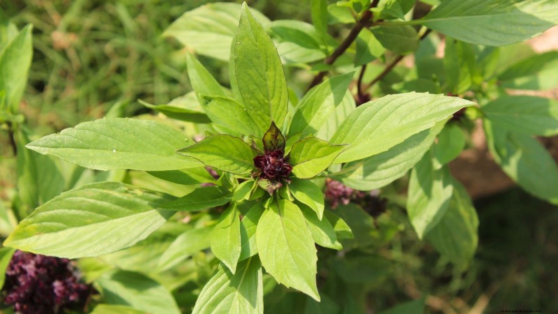 Siam Queen Basil: Planting, Growing & Care Guide | [Your Brand/Website]