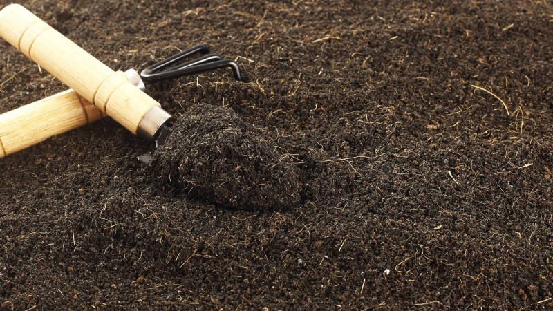 Siam Queen Basil: Planting, Growing & Care Guide | [Your Brand/Website]