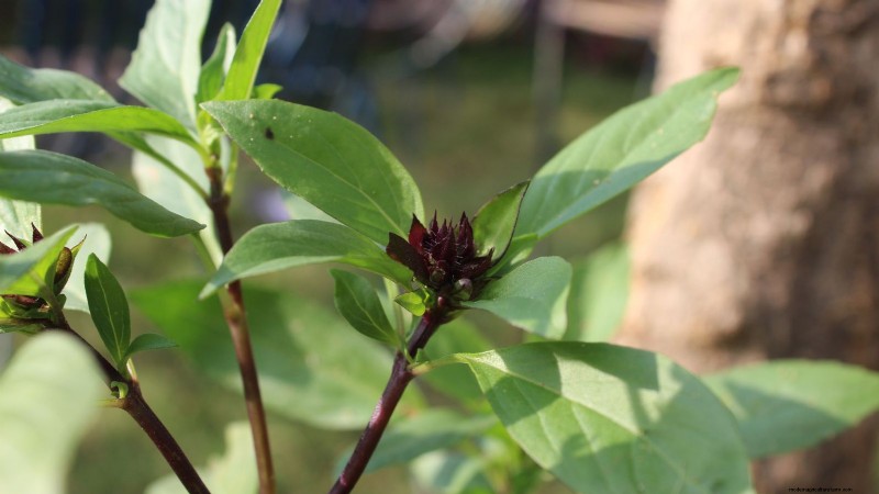 Siam Queen Basil: Planting, Growing & Care Guide | [Your Brand/Website]