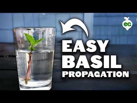 Siam Queen Basil: Planting, Growing & Care Guide | [Your Brand/Website]