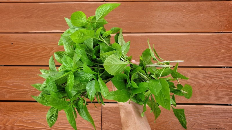 Siam Queen Basil: Planting, Growing & Care Guide | [Your Brand/Website]