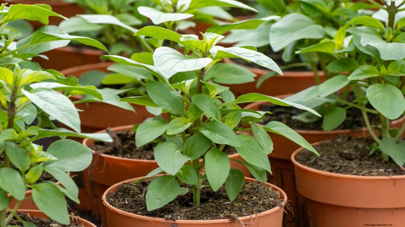Siam Queen Basil: Planting, Growing & Care Guide | [Your Brand/Website]