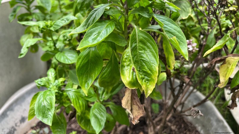 Siam Queen Basil: Planting, Growing & Care Guide | [Your Brand/Website]
