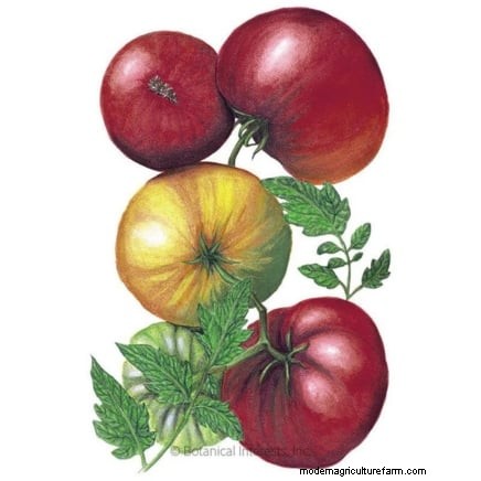 Vertical Tomato Growing: 9 DIY Methods for Bountiful Harvests