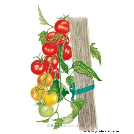 Vertical Tomato Growing: 9 DIY Methods for Bountiful Harvests