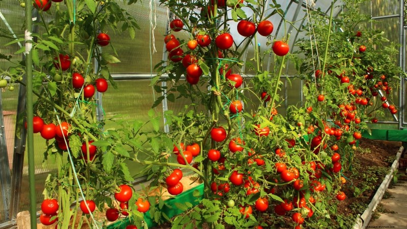 Vertical Tomato Growing: 9 DIY Methods for Bountiful Harvests