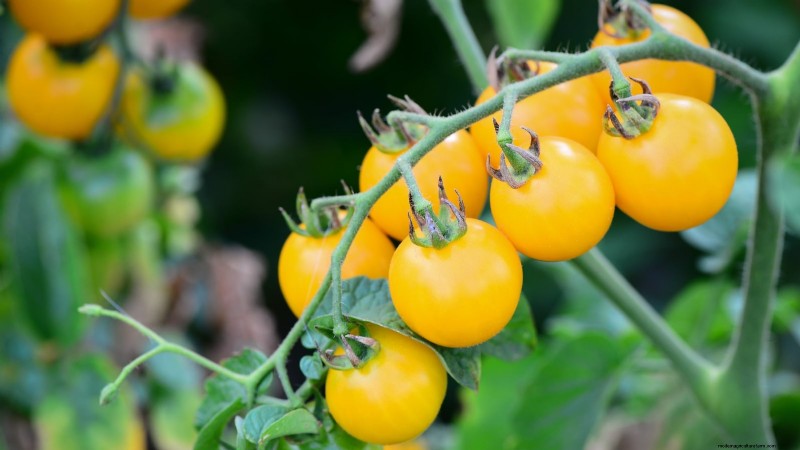 Vertical Tomato Growing: 9 DIY Methods for Bountiful Harvests