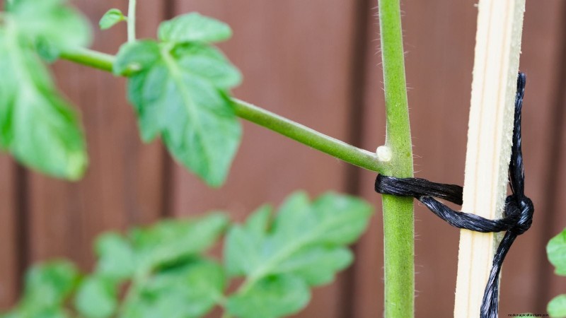 Vertical Tomato Growing: 9 DIY Methods for Bountiful Harvests