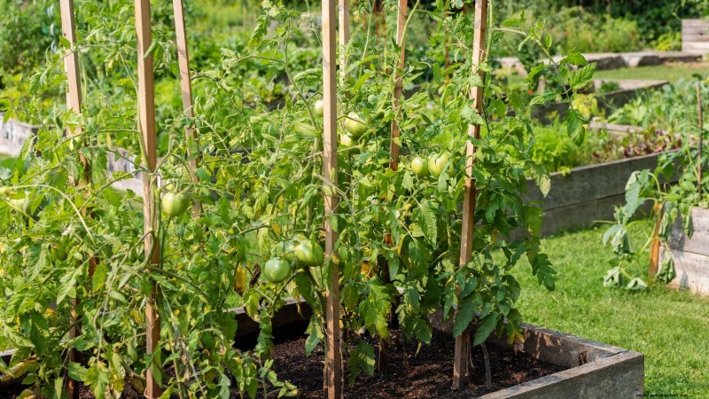 Vertical Tomato Growing: 9 DIY Methods for Bountiful Harvests