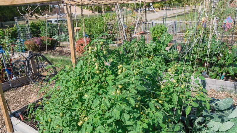 Vertical Tomato Growing: 9 DIY Methods for Bountiful Harvests