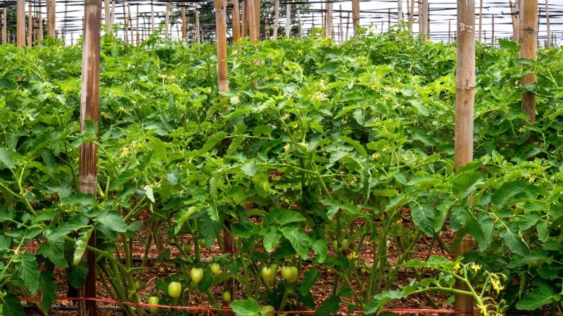 Vertical Tomato Growing: 9 DIY Methods for Bountiful Harvests