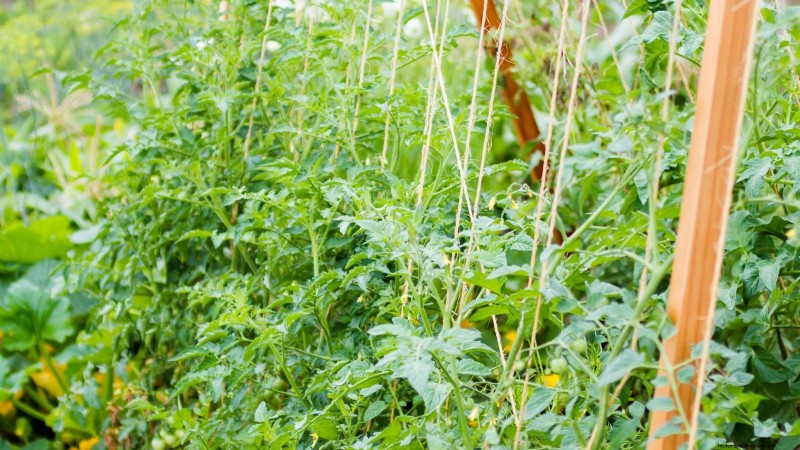 Vertical Tomato Growing: 9 DIY Methods for Bountiful Harvests