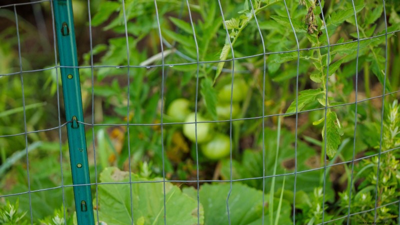 Vertical Tomato Growing: 9 DIY Methods for Bountiful Harvests
