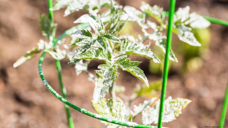 Vertical Tomato Growing: 9 DIY Methods for Bountiful Harvests