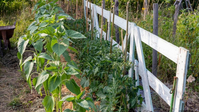 Vertical Tomato Growing: 9 DIY Methods for Bountiful Harvests
