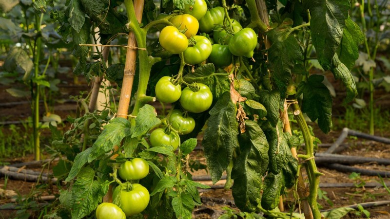 Vertical Tomato Growing: 9 DIY Methods for Bountiful Harvests