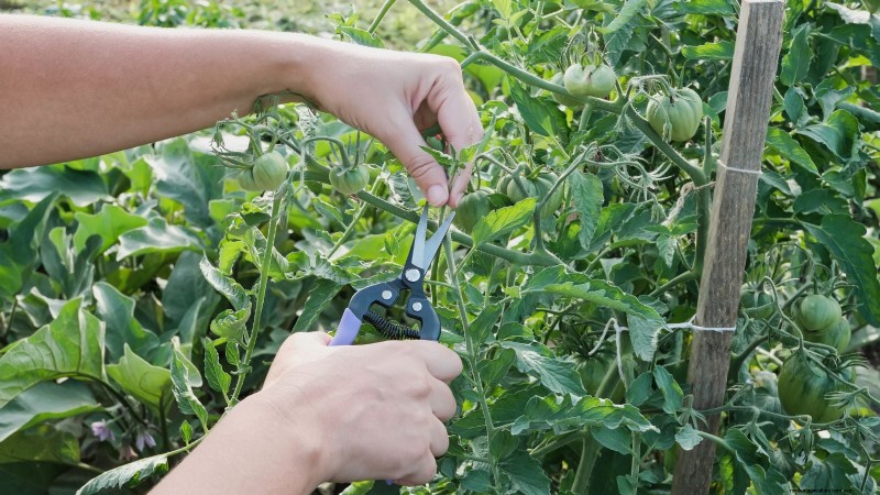Vertical Tomato Growing: 9 DIY Methods for Bountiful Harvests