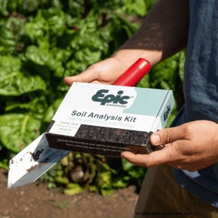 Berry Fertilization Guide: Container Care for Strawberries, Blueberries & Raspberries