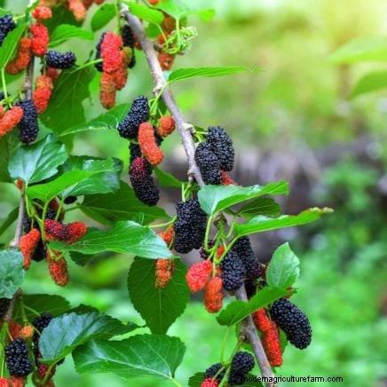 Berry Fertilization Guide: Container Care for Strawberries, Blueberries & Raspberries