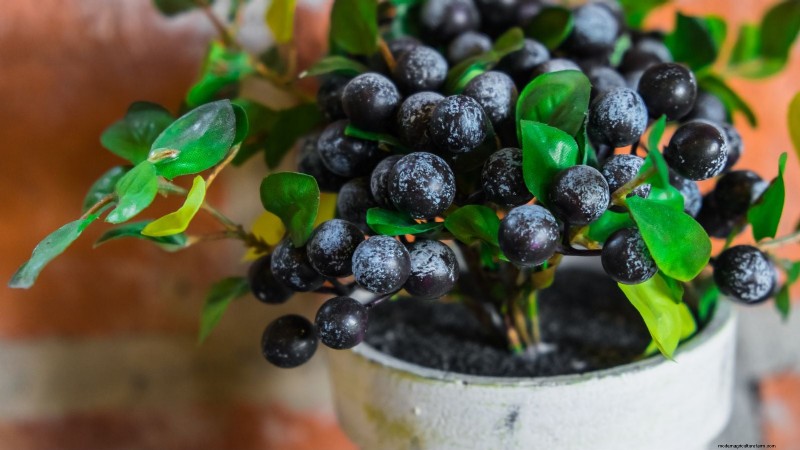 Berry Fertilization Guide: Container Care for Strawberries, Blueberries & Raspberries