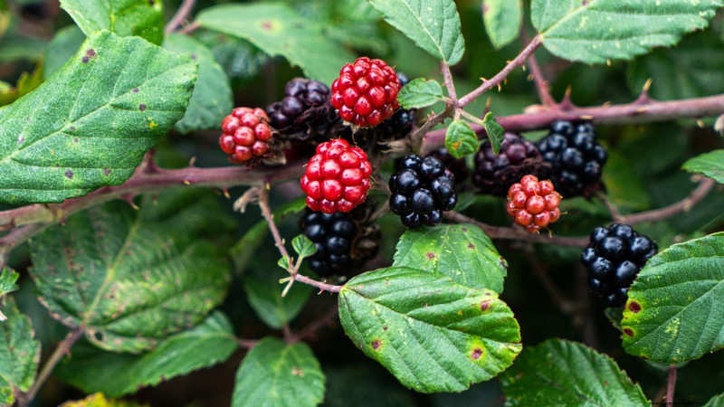 Berry Fertilization Guide: Container Care for Strawberries, Blueberries & Raspberries