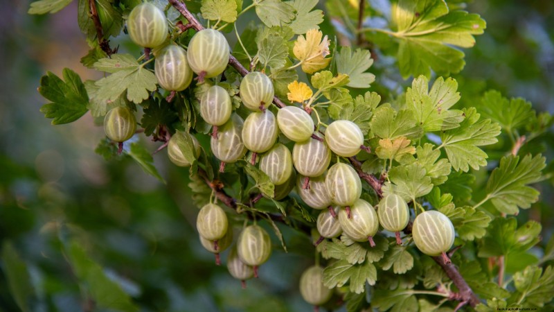 Berry Fertilization Guide: Container Care for Strawberries, Blueberries & Raspberries