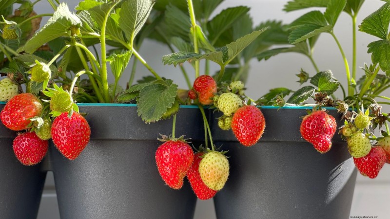 Berry Fertilization Guide: Container Care for Strawberries, Blueberries & Raspberries