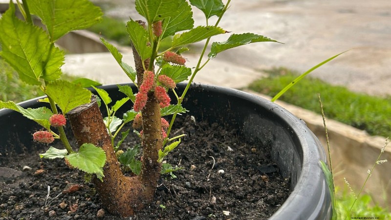Berry Fertilization Guide: Container Care for Strawberries, Blueberries & Raspberries